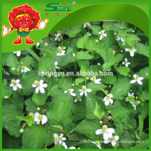 Houttuynia puro Yu Xing Cao natural Heartleaf houttuynia cordata thunb